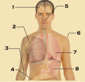 
                            
                                Image of a human head and torso with internal organs visible. 8 structures are numbered. 1: Brain. 2: Pectoral muscle. 3: Elbow joint. 4: Large intestine. 5: Mouth. 6: Shoulder. 7: Lung. 8: Stomach.
                            
                            